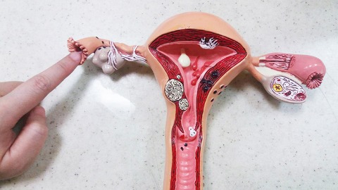 輸卵管位置