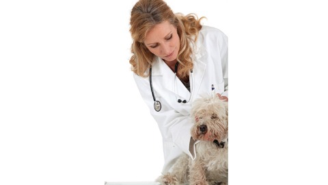 寵物醫師檢查狗