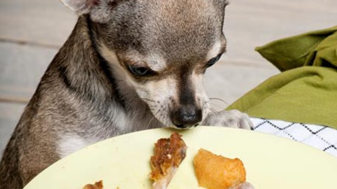 狗狗看人類餐盤裡的食物