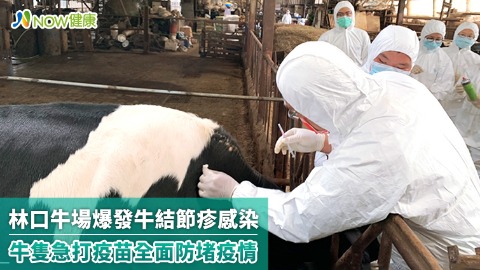 林口牛場爆發牛結節疹感染 牛隻急打疫苗全面防堵疫情