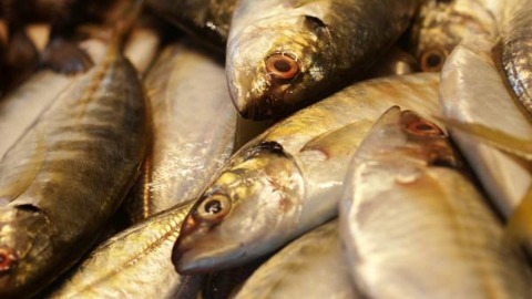 銀髮族多吃魚 常保健康更長壽
