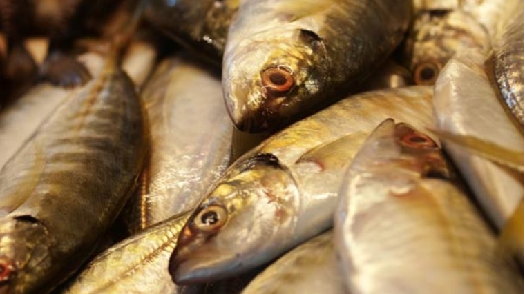 銀髮族多吃魚 常保健康更長壽