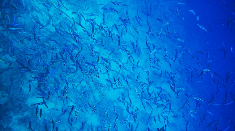 補充深海魚油 拒絕疾病上身 補充深海魚油 拒絕疾病上身