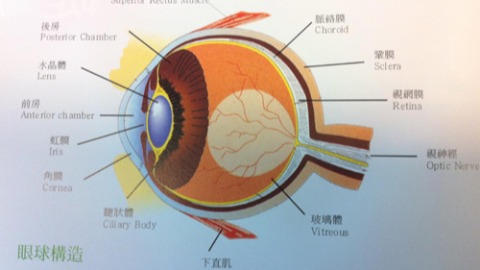 從日本核災看輻射線對眼球的影響