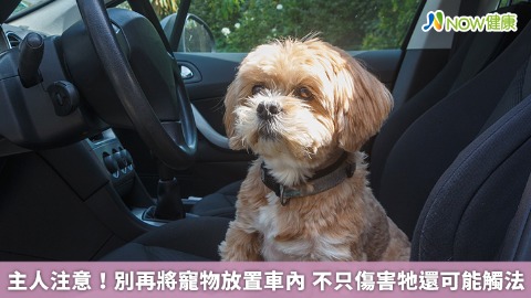 主人注意！別再將寵物放置車內 不只傷害牠還可能觸法