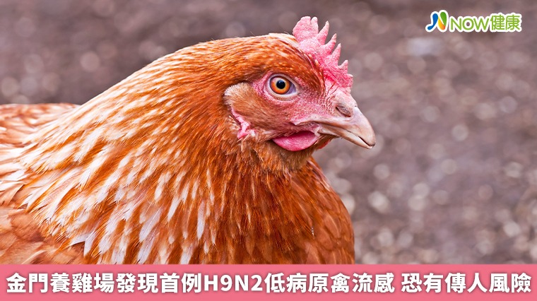金門養雞場發現首例H9N2低病原禽流感 恐有傳人風險