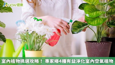 室內植物挑選攻略！ 專家曝4種有益淨化室內空氣植物