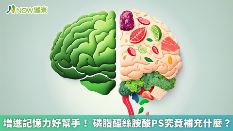 增進記憶力好幫手！ 磷脂醯絲胺酸PS究竟補充什麼？