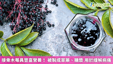 接骨木莓具豐富營養！被製成草藥、糖漿 用於緩解病痛