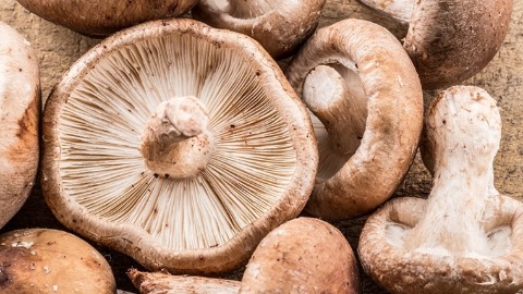 菇類營養價值高！搞懂菇類保存法 讓你吃得健康又安心