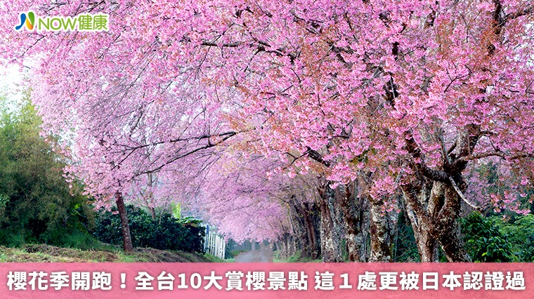 櫻花季開跑！全台10大賞櫻景點 這1處更被日本認證過