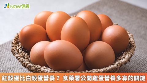 紅殼蛋比白殼蛋營養？ 食藥署公開雞蛋營養多寡的關鍵
