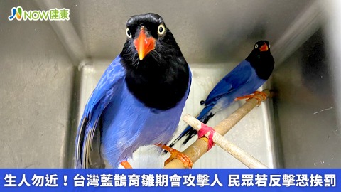 生人勿近！台灣藍鵲育雛期會攻擊人 民眾若反擊恐挨罰