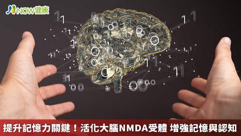 提升記憶力關鍵！活化大腦NMDA受體 增強記憶與認知