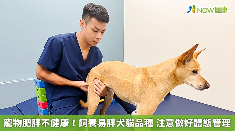 寵物肥胖不健康！飼養易胖犬貓品種 注意做好體態管理