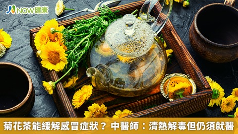 菊花茶能緩解感冒症狀？ 中醫師：清熱解毒但仍須就醫