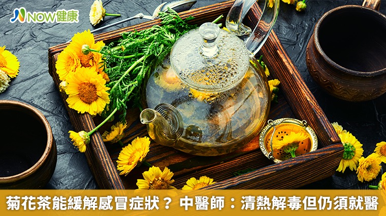 菊花茶能緩解感冒症狀？ 中醫師：清熱解毒但仍須就醫