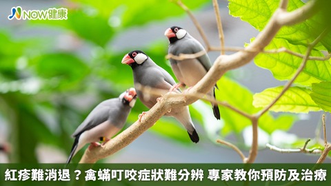 紅疹難消退？禽蟎叮咬症狀難分辨 專家教你預防及治療