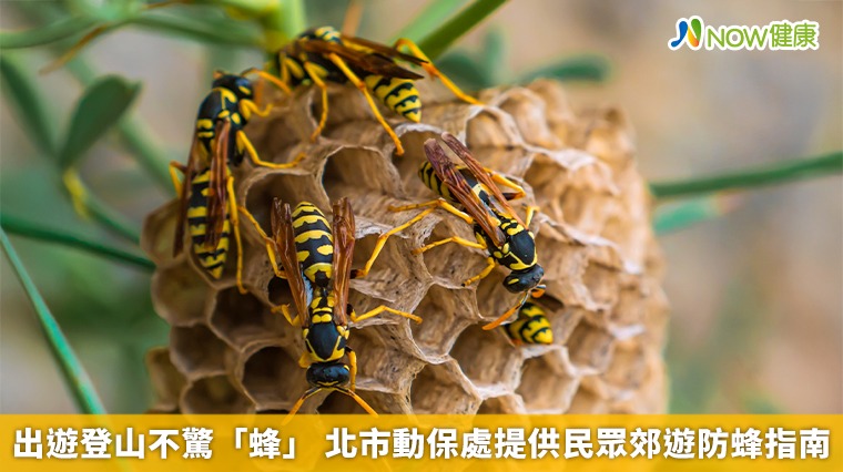 出遊登山不驚「蜂」 北市動保處提供民眾郊遊防蜂指南 出遊登山不驚「蜂」 北市動保處提供民眾郊遊防蜂指南