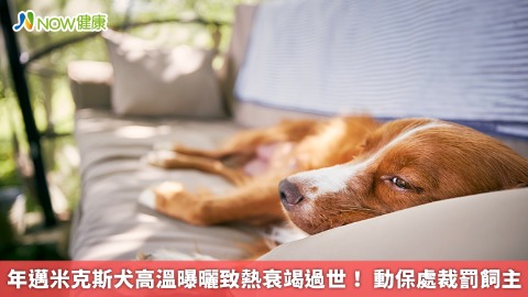 年邁米克斯犬高溫曝曬致熱衰竭過世！ 動保處裁罰飼主