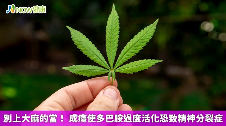 別上大麻的當！ 成癮使多巴胺過度活化恐致精神分裂症