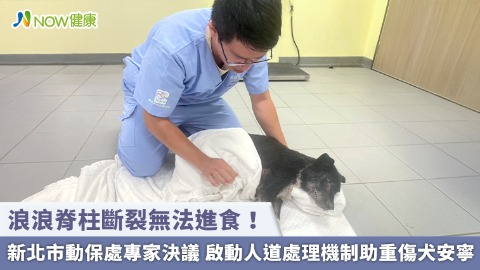 浪浪脊柱斷裂無法進食！新北市動保處專家決議 啟動人道處理機制助重傷犬安寧