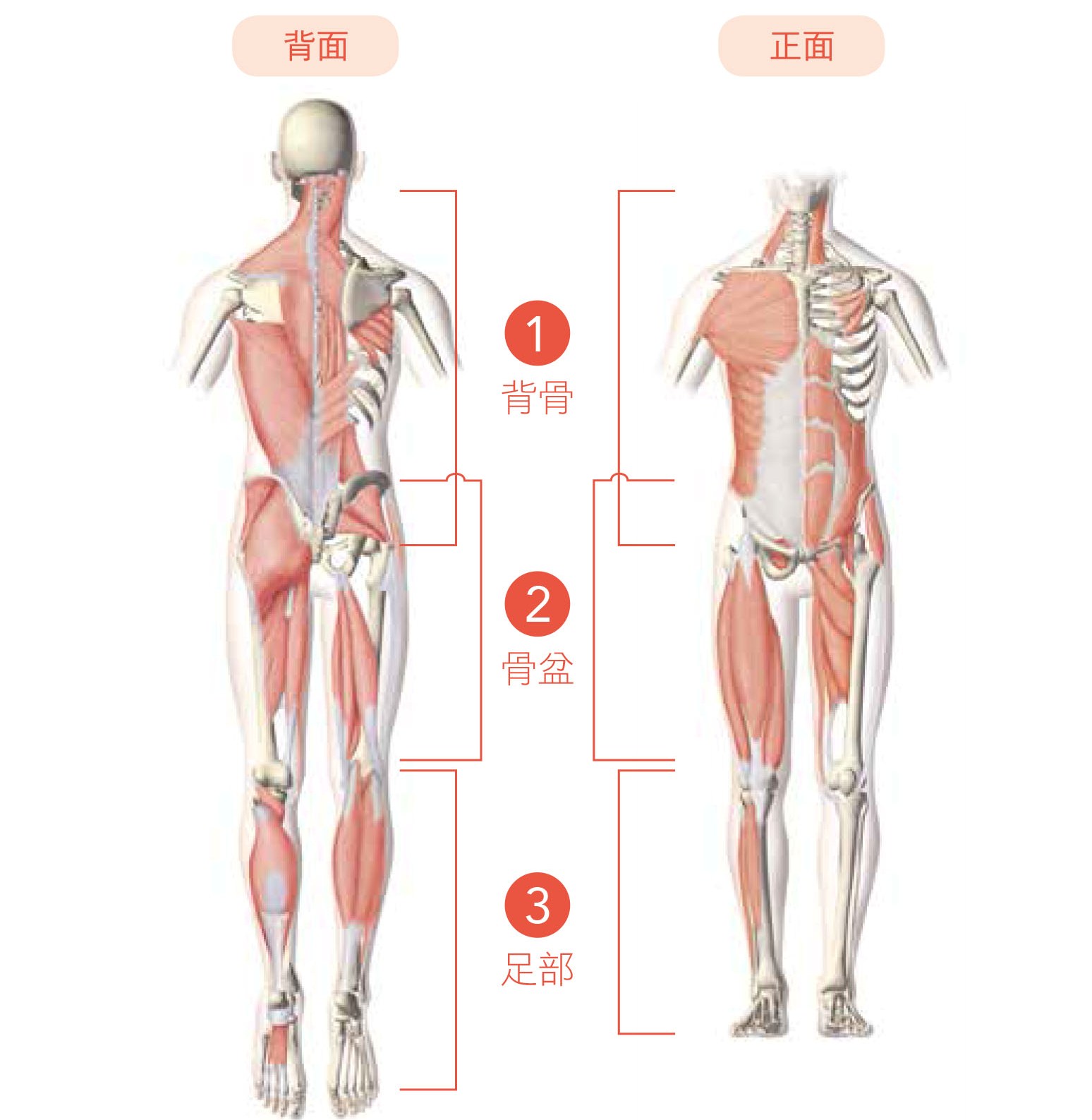 想找出自己腰痛問題出於何處，建議可先從「背骨」、「骨盆」、「足部」，這些容易造成腰痛的「三大地基」著手。（圖／方舟文化出版提供）