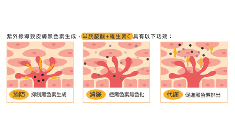 擊退黑色素 秘密武器就是它 ▲半胱胺酸+維生素C可預防黑色素生成,並且促進黑色素代謝排出。(圖/公關照片)